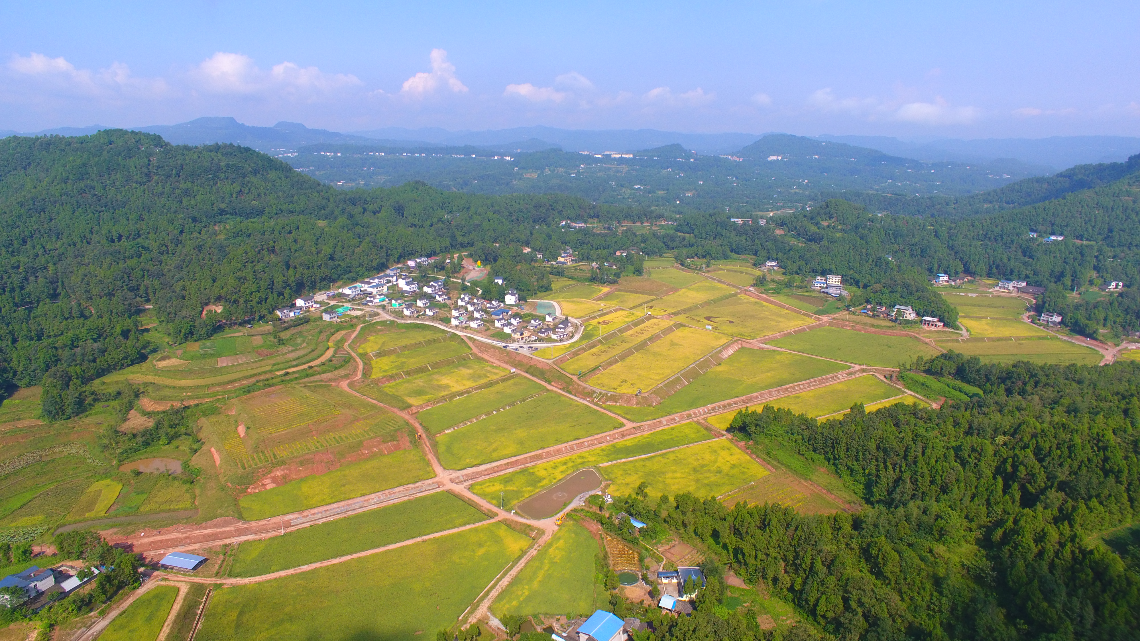 柳林海山農業園油菜示范片喜獲豐收